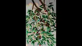 HỒNG QUÂN (  Flacourtia jangomas)
