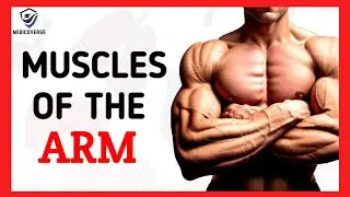 Muscles of the arm - Origin , Insertion and Action