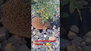 ежи#соседи#🦔🤪❤️