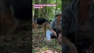 Рекс відібрав яблуко 🍎