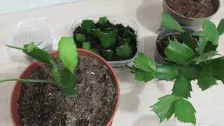 Результат укоренения декабриста одним сегментом  