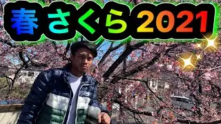 さくら 2021 || Bunga Sakura Jepang 2021