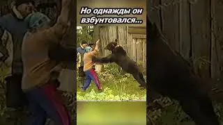 Страшный и опасный домашний зверь #hunting #deer #природа #wildlife