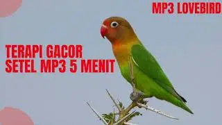lovebird jadi ngekek setelah panning pakai pancingan ini