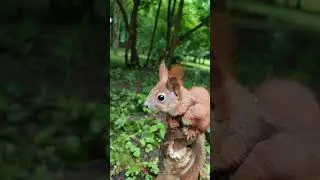 Білченя Пікачу. Реакція на собаку / Squirrel Pikachu. Reaction to the dog