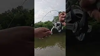 ikan apa ini namanya ?