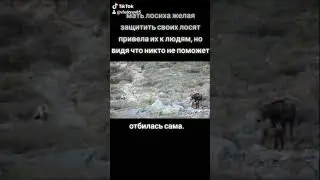 Медведь