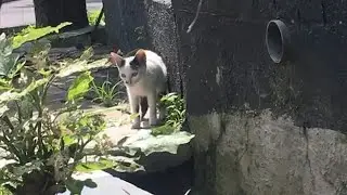 Cute kitten want to eat but it's afraid of human