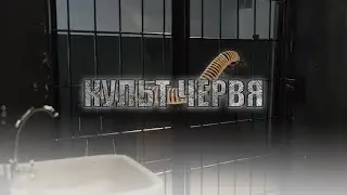 КУЛЬТ ЧЕРВЯ! Страшные Истории На Ночь