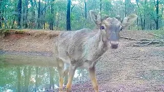😡A STOOPID Deer 🦌Stole My Trail Camera🤣