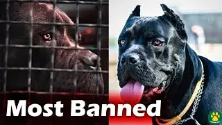 The Most Banned Dogs In The World