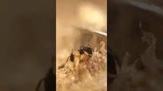 Lasius niger Ameise nascht am Honig. Makroaufnahme. #ameisenhaltung #ameisen #haustier