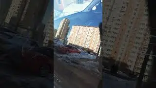 что за зверь?