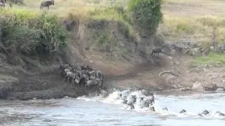 Wildebeest Crossing the Mara River