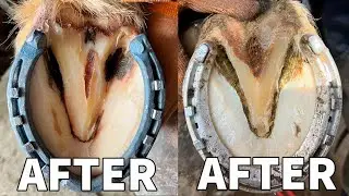 Satisfying Full Horse Hoof Restoration | 4K FARRIER ASMR