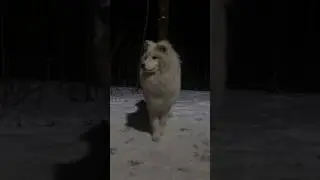 #самоеды