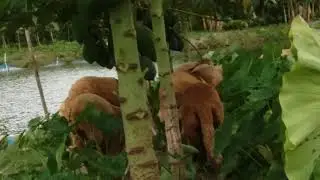 গাড়ল পালন ও পাঙ্গাস মাছ চাষ এর সঙ্গে পেঁপে চাষ | গাড়ল পালন | পাঙ্গাস মাছ চাষ |  পেঁপে চাষ