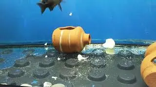 Karnıbahar gören masum ikolalar