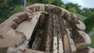 Заселяю пеньок - козак бджолами із села Козацьке.
