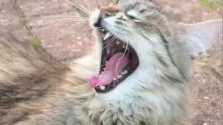 Treatment of Pet Bites