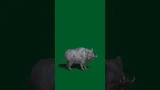 pig green screen video | #shorts