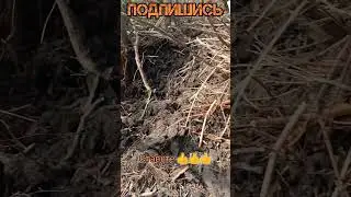 СВО  Доброе утро 