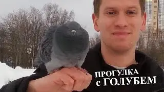 WALK WITH A PIGEON. 1000 FRIENDS!!!