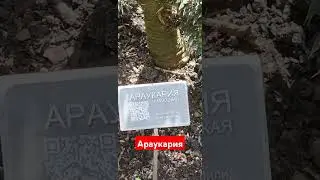 Араукария.