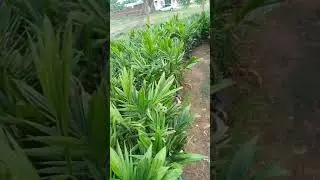 Sina muda wa kutosha, nilime nini?