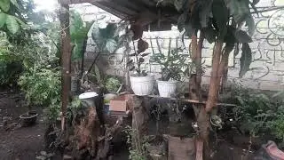 Suasana sore bersama tanaman