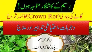 Crown/Stem Rot in Berseem: Precautions and Treatment | برسن/برسیم کا گالا | Cyber Agri Extension |