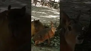 Новосибирский зоопарк