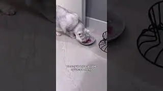 Хитрая Тиффани