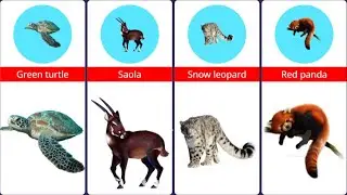 Top Animals in Danger of Extinction