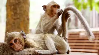 Cute Wild Animals Grooming and Mating | Love Nature