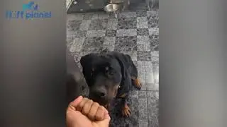Funny 😁 Pets Will Make Your Day