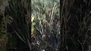 аршаан