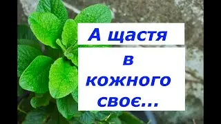А щастя в кожного своє...| Л. Галінська | читає Надія