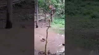 Funny monkey 2020