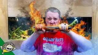 YOUR Freshwater Fish Tank Probably Doesn't Need a Heater!