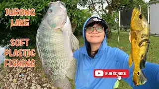 Rare TILAPIA fish caught at JURONG LAKE Fishing Ground #fishinginsingapore #Softplasticfishing