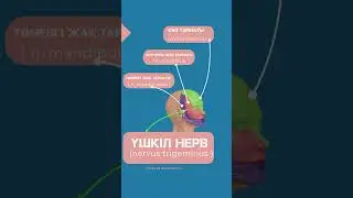 Үшкіл нерв-N.trigeminus #anatomy #motivation #rek #нерв #нервнаясистема