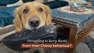 Stop your dog’s urge to chew on every item| Try Dogsee Hard Bars| 100% Natural Himalayan Cheese Bars