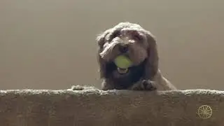 Смешные животные 11/Funny animals 11