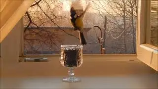Кафе Орхидея