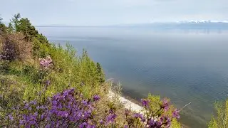 Байкал. Цветы на склонах.  #цветынасклонах #озеробайкал