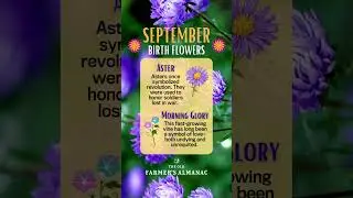 September Birth Flowers: Aster & Morning Glory