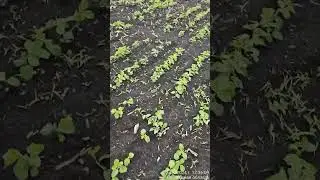 Соя после гербицидной обработки