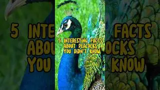 5 Interesting Facts About Peacocks You Didn't Know #shorts
