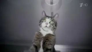 В ЧЁМ ИСТОЧНИК ЭНЕРГИИ КОТА БОРИСА?